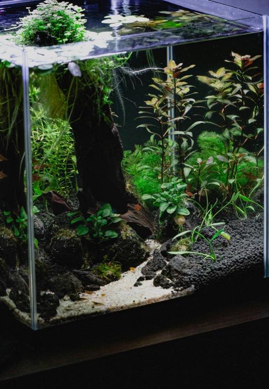 A small planted nano aquarium with dark substrate, driftwood and dense green plants.