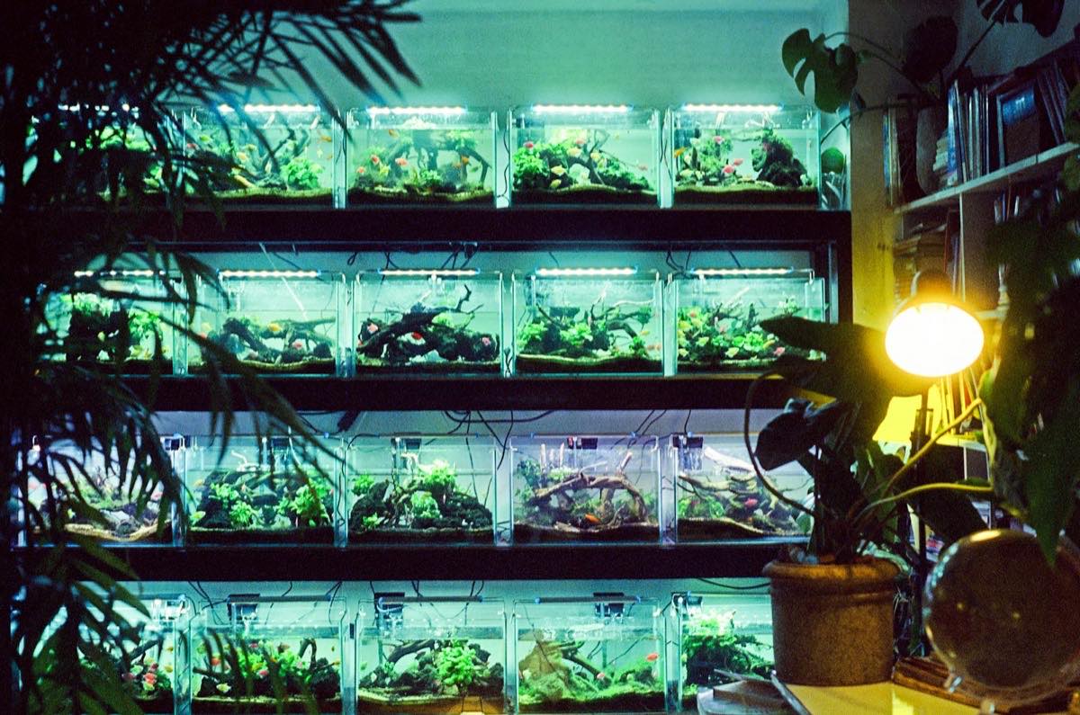 A home fishroom with a rack of softly lit planted aquariums, photographed by someone else.