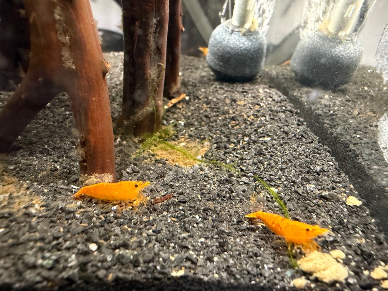 Two orange Neocaridina shrimp grazing in the Molt & Moss colony tank.