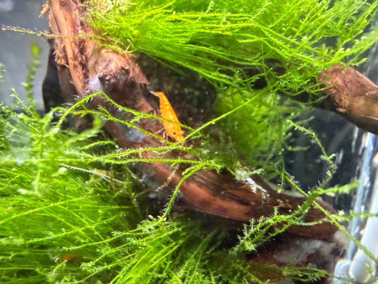 An orange shrimp among dense strands of java moss in the Molt & Moss tank.